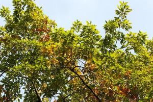 green and yellowed oak foliage photo