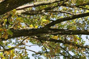 oak foliage, close up photo