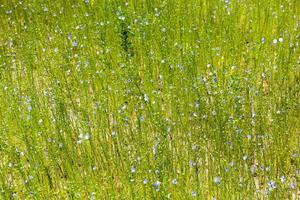 green plants flax photo