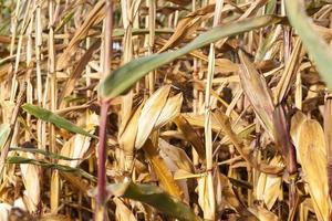 corn dry agricultural field Autumn season photo