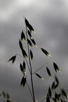 spikelets of oats photo