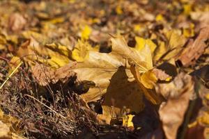 Yellow foliage, close up photo