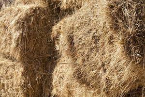 bales of straw photo