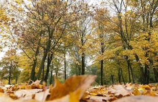 Autumn forest, trees photo