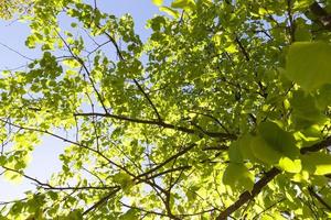 green foliage, close up photo