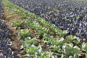 field cabbage, close up photo