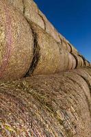 straw stems, close up photo