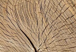 cracked birch trunk photo