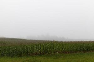 fog landscape in a field photo