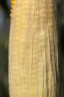 yellow corn cob photo