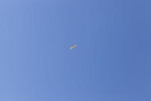 gull in the sky photo