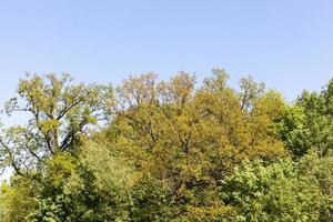 beautiful trees, close up photo