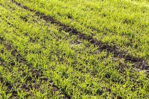 wheat field, close up photo