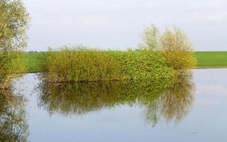 trees on the river photo