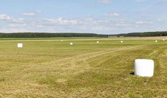 embalaje de paja, campo foto