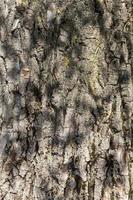 brown tree bark photo