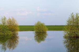 árboles en el río foto