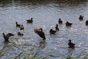 patos jóvenes y viejos foto