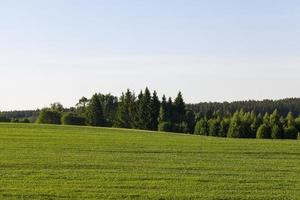 campo agricola y bosque foto