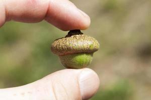 oak acorn, close up photo