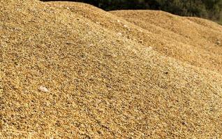 mixed grains, close up photo