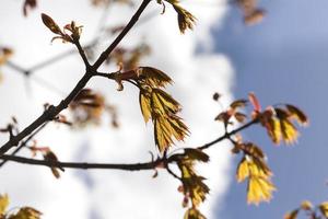 Details of maple photo