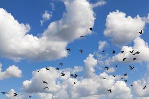 flock of clouds photo