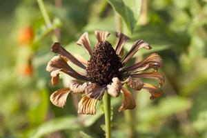 autumn flower, close up photo