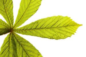 green chestnut leaf photo