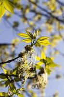 beautiful flowering maple photo