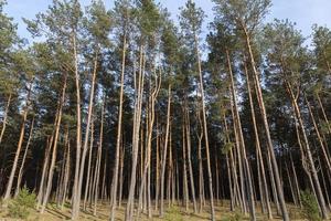 paisaje de verano en un bosque de pinos foto