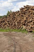 pile of pine trunks photo