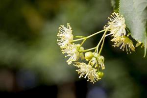 flowering linden trees photo