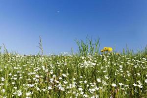 wild flowers in May photo