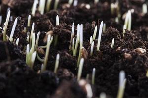 young green wheat photo