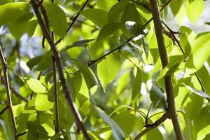 clean and beautiful leaves photo