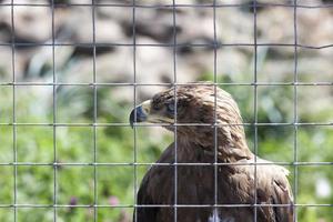 eagle with brown feathers photo