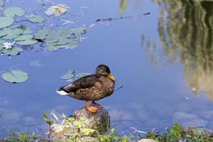 duck rest, close up photo