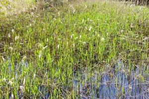 grass on the lake photo