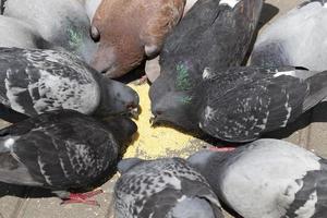 millet pigeons, close up photo