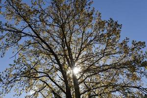 tall old oak photo