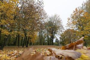 follaje de arce amarillo foto