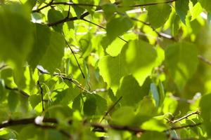 birch leaves, close up photo