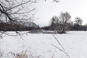 trees in winter, day photo