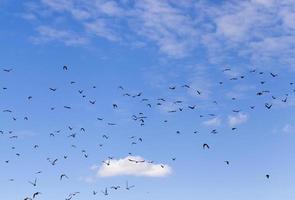 birds sky and birds photo