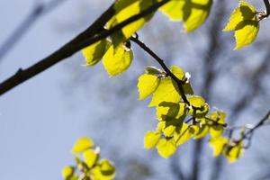 green leaves birch photo