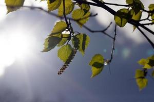 abedul de hojas verdes foto