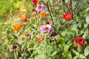 blooming and dry flowers photo