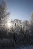 Winter landscape, forest photo