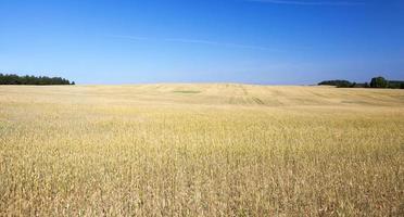 a wheat field photo